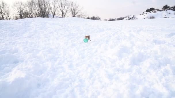 Cão de corrida com brinquedo de disco azul. Imagens de vídeo câmera lenta — Vídeo de Stock