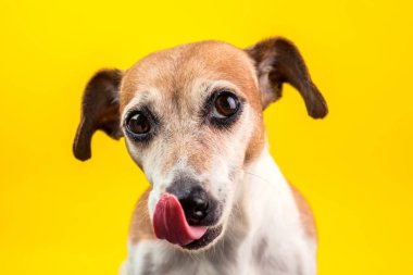 Serin köpek kameraya bakarak ve yalama. Yakın çekim portre sarı bir arka plan üzerinde