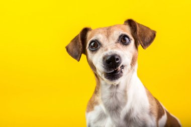 Komik köpek tiksinme, inkar, anlaşmazlık yüz. Bunu sevmedim. sırıtıyor diş evde beslenen hayvan. Sarı arka plan