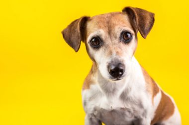 İnanılmaz etkileyici gözleri köpek portre Sarı zemin üzerine