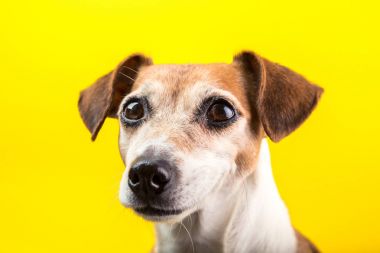 Sevimli köpek yavrusu portre Sarı zemin üzerine. Güzel gözlü güzel evde beslenen hayvan yüz