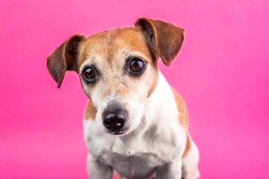 Adprable pembe köpek portre