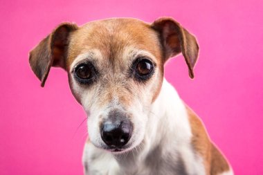 Pembe arka yüzünde üzgün köpek