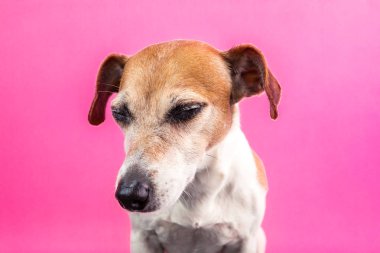 Şu an zevk. Gözlerin kapalı, uykulu, köpek düşünceli. Zevk ile göz kırp. Pembe arka plan güzel evde beslenen hayvan namlu