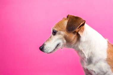 memnun köpek namlu yan profilden. Güler mutlu kurnaz evde beslenen hayvan yüz. Pembe bir arka plan.