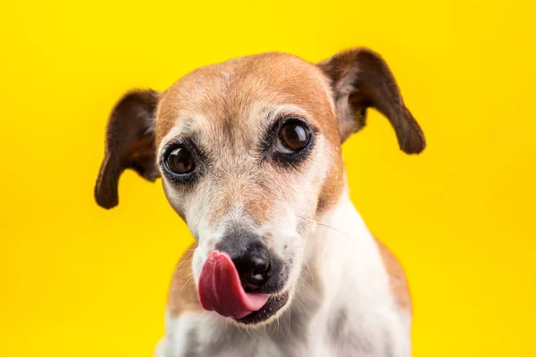 クールな犬はカメラを見て、舐めています。黄色の背景のクローズ アップの肖像画 — ストック写真