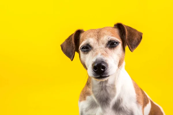 Sospechosamente jodido ojos mascota en el fondo amarillo. El perro gracioso te está vigilando. Foto de humor brillante —  Fotos de Stock