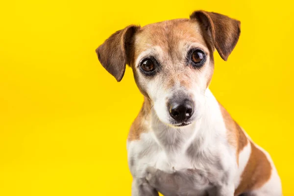 Increíbles ojos expresivos perros retrato sobre fondo amarillo —  Fotos de Stock