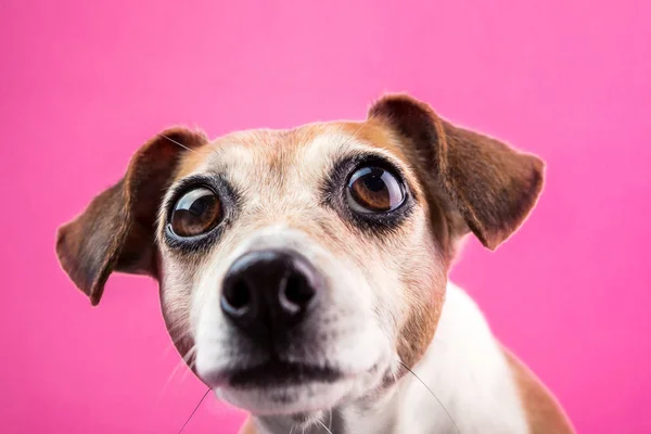 Überraschter Hund mit großen, ausdrucksstarken, prallen Augen auf rosa Hintergrund — Stockfoto