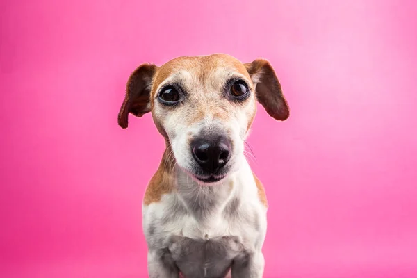 Lustiges Hundegesicht, das auf rosa Hintergrund lächelt. Weitwinkelobjektiv. Spaß Party Stimmung Welpe Freund — Stockfoto