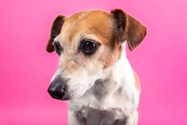 Sevimli köpek eksikliği Russell terrier portre pembe bir arka plan üzerinde. Parti ruh renkleri — Stok fotoğraf