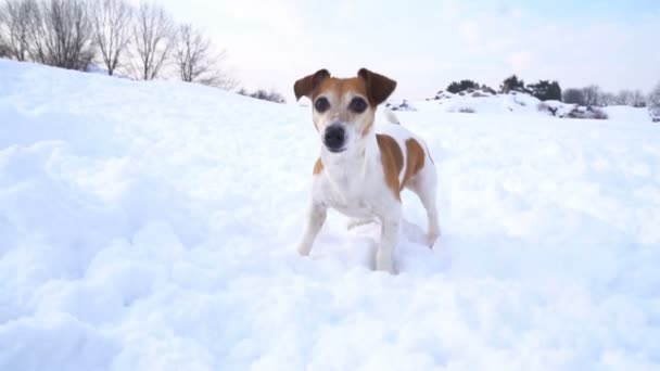 Entzückender aktiver Welpe Jack Russell Terrier spielt im Winterpark. Cooles Wochenende beim Wandern. dlsr Kamera Zeitlupe Videoaufnahmen — Stockvideo