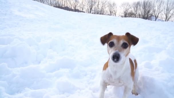 Happy funny dancing dog. barking in a snowy glade. DLSR camera slow motion video footage — Stock Video