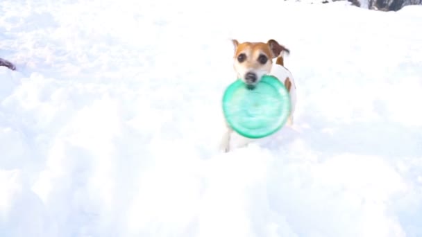 Chien jouant avec frisbee bleu dans la neige. DLSR caméra vidéo au ralenti — Video