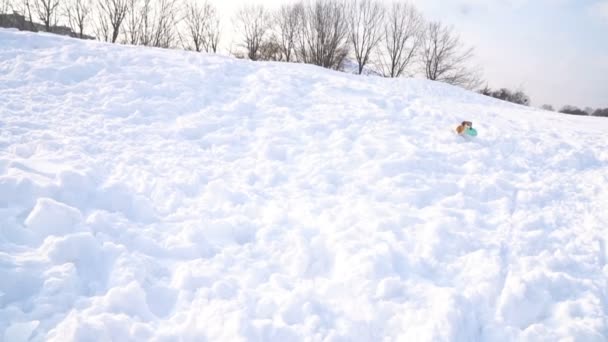 Um cão corre através de um campo coberto de neve com um brinquedo nos dentes. Câmera DLSR imagens de vídeo em câmera lenta — Vídeo de Stock