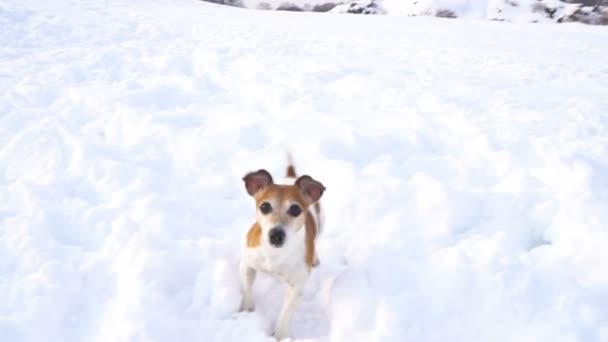 Αξιολάτρευτο μικρό κουτάβι σκυλί παίζοντας στο χιόνι. Χειμερινή ώρα διασκέδαση. DLSR φωτογραφική μηχανή πλάνα βίντεο αργής κίνησης — Αρχείο Βίντεο