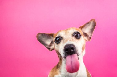 Adorable small dog with long tongue. Jack Russell terrier funny portrait. bully face. Pink background. Cool poster clipart