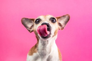 Licking cute dog on pink background. Hungry face. Want delicious pet food. Tasty lanch time clipart