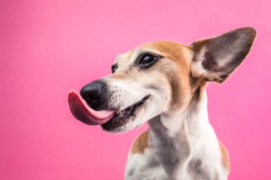Licking dog profile view from the side. Smiling satisfied happy pet. Jack russell terrier on bright fun pink background clipart