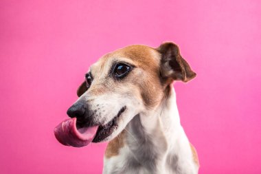 Köpek uzun dil ile. Pembe bir arka plan
