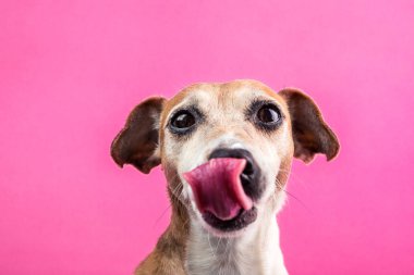 Licking dog portrait on pink background. clipart