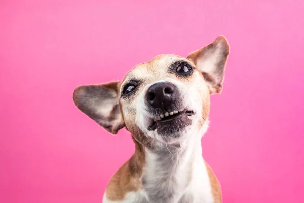 Divertido disgusto de perro, negación, cara de desacuerdo. No me gusta eso. sonríe dientes mascota. Fondo rosa — Foto de Stock