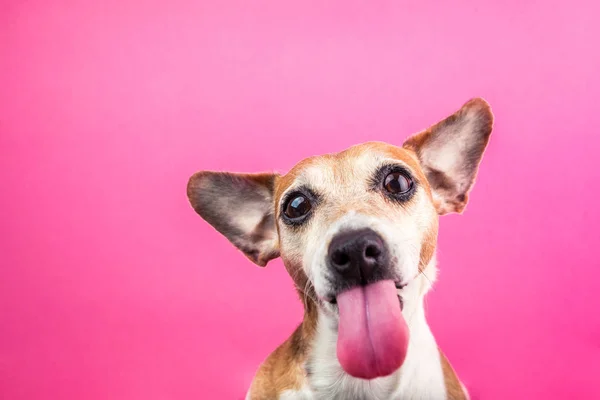 Adorable perro pequeño con lengua larga. Jack Russell terrier retrato divertido. Cara de matón. Fondo rosa. Cartel fresco —  Fotos de Stock