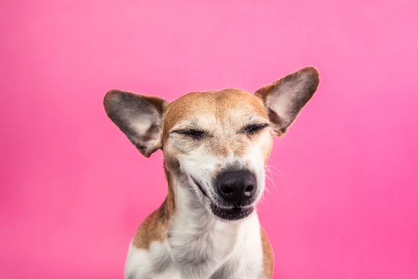 Cool astuto sospechoso contenta cara de perro con los ojos cerrados —  Fotos de Stock