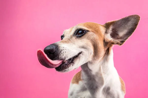 側から舐め犬のプロフィールを表示します。ハッピー ペットの満足の笑みを浮かべてください。明るい楽しいピンク背景にジャック ラッセル テリア — ストック写真