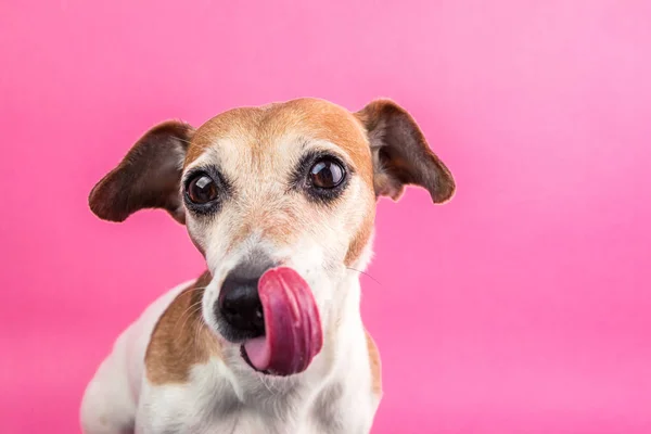 Cara de perro esperando comida deliciosa. Fondo rosa brillante —  Fotos de Stock