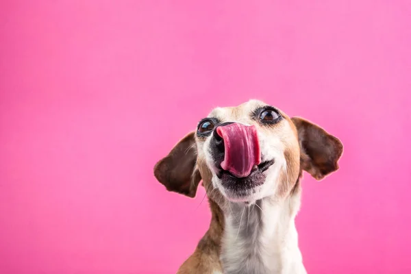 Szczęśliwy pies uśmiechniętą twarz z długim językiem. Zwierzętom lizanie czekając na jedzenie — Zdjęcie stockowe