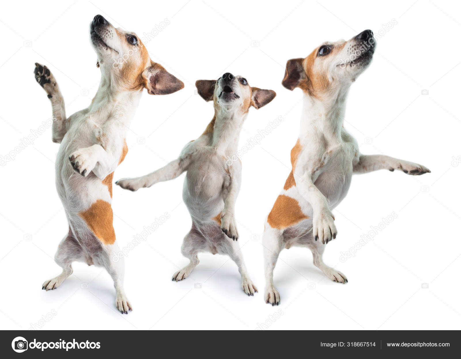 собаки танцуют фристайл. собачьи танцы. смешная танцующая собака. собачка танцует. танцующие собачки.