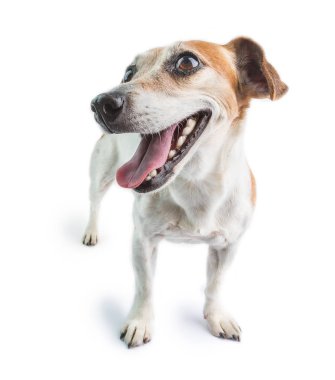 Gülümseyen dost canlısı köpek Jack Russell Terrier ayakta ve bakıyor. Beyaz arka plan. Diş gülümsemesi. Dilini çıkar.