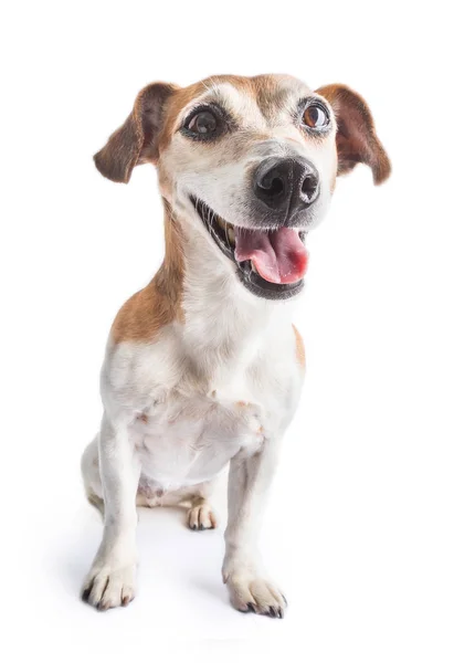 Beyaz Arka Planda Oturan Bir Köpek Olumlu Gülümseyen Duygular Diş — Stok fotoğraf