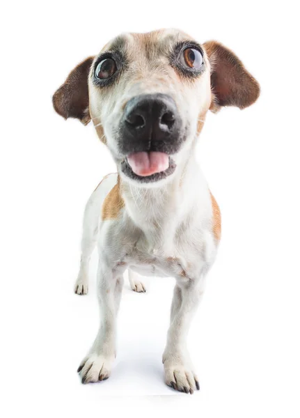 Verlegen Hond Kijkt Met Zijn Tong Uit Witte Achtergrond Verwarde — Stockfoto
