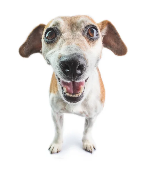 Cooler Hund Der Die Kamera Schaut Weißer Hintergrund — Stockfoto