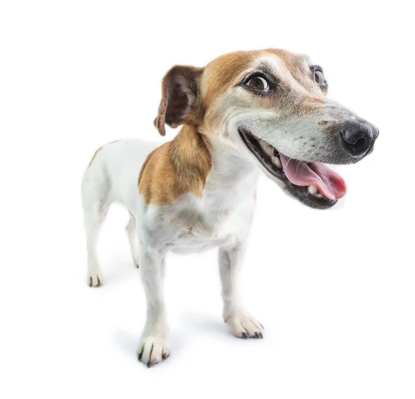 Cara Perro Graciosa Culpable Mascota Pie Sobre Fondo Blanco — Foto de Stock