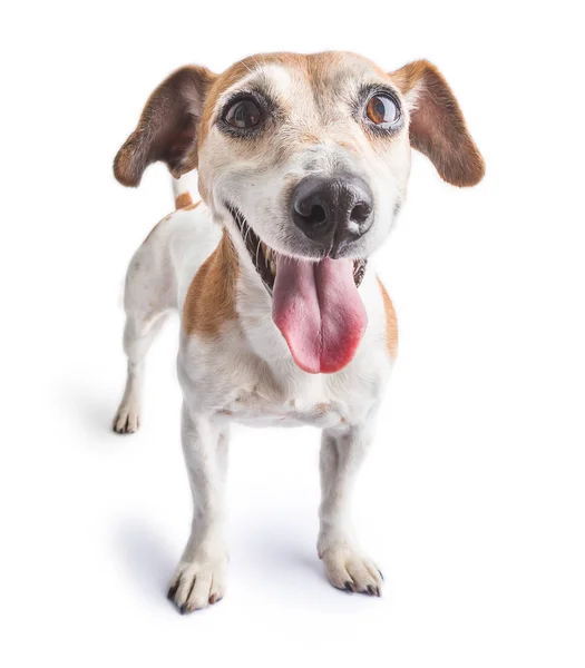 Hund Jack Russell Terrier Steht Auf Weißem Hintergrund Glückliches Lächeln — Stockfoto