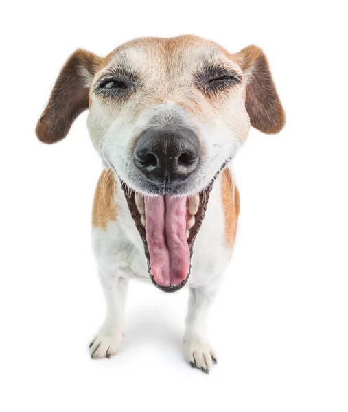 Skrigende Gabende Talende Hund Med Åben Mund Hvid Baggrund - Stock-foto