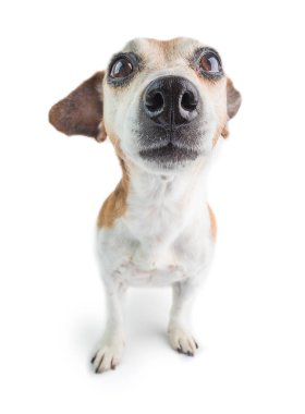 Meraklı köpek Jack Russell Teriyer beyaz arka planda büyük burun