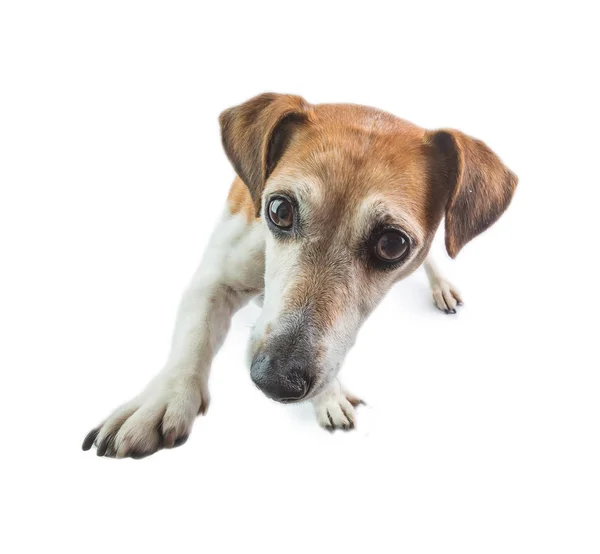 可敬的狗抬起一只爪子向前看 鲁塞尔 白色背景的小狗 — 图库照片