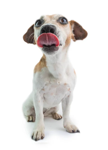 Lamiendo Perro Pequeño Retrato Lengua Fuera Mascota Sobre Fondo Blanco —  Fotos de Stock