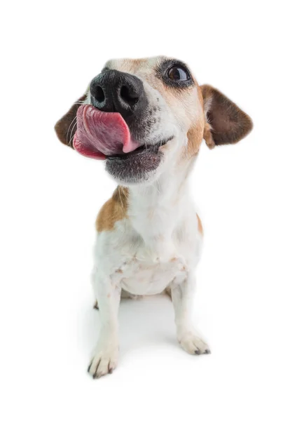 Licking Dog Sits White Background Jack Russell Terrier Waiting Delicious — ストック写真