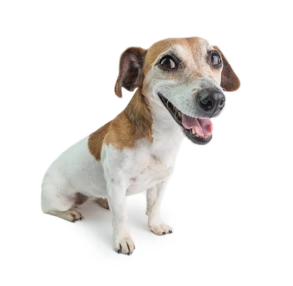 Hund Lächelnd Auf Weißem Hintergrund Sitzend Lächelnder Jack Russell Terrier — Stockfoto