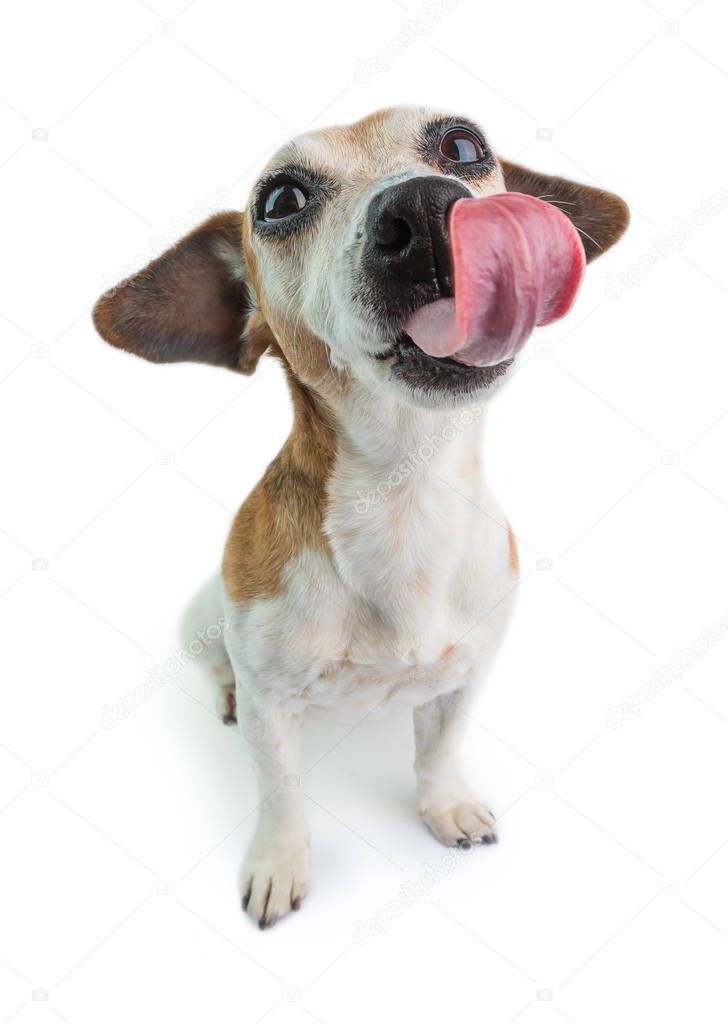 Dog enjoying treat. Licking contented muzzle. White baclground. Lovely pet