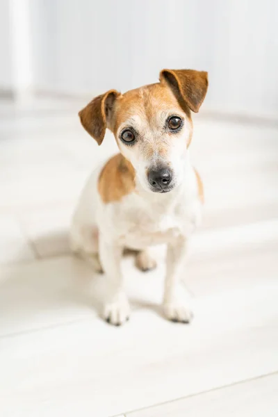 Sød Lille Sød Hund Jack Russell Terrier Lille Dybdeskarphed Kigger - Stock-foto