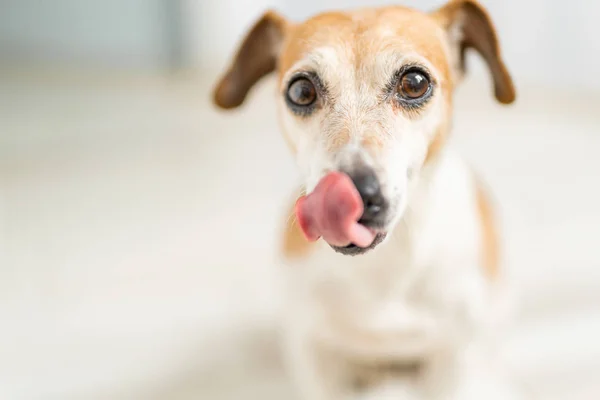 Lamiendo Perro Esperando Por Comida —  Fotos de Stock