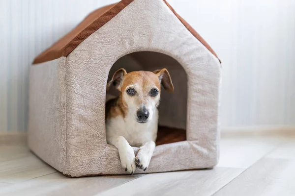 Rozkošný Pes Jack Russell Teriér Malém Textilním Domku Světlý Slunečný — Stock fotografie