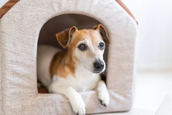 relaxed dog in pet house. Beige home for small dog inside indoors.