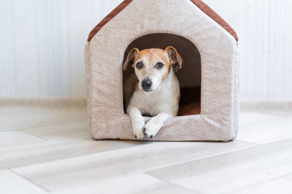 House for dog. Small Jack Russell terrier peeps out of the house. Cozy housing for a dog in an apartment